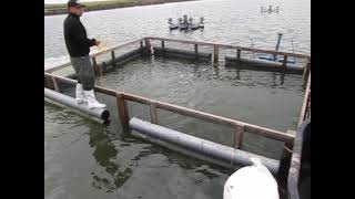 Cage culture# Tilapia farming# Open water cage culture# sampling# cast net