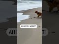 My Dog is Scared of the Ocean!