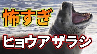 危険生物ヒョウアザラシが怖すぎる【解説動画】