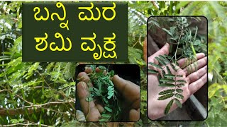 ಬನ್ನಿ ಮರ ಶಮಿ ವೃಕ್ಷ medicinal plants|Kannada health tips|Holistic health