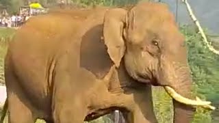 elephant attack கோத்தகிரி ரோடு யானை லாரியை அட்டாக் செய்யும் வீடியோ