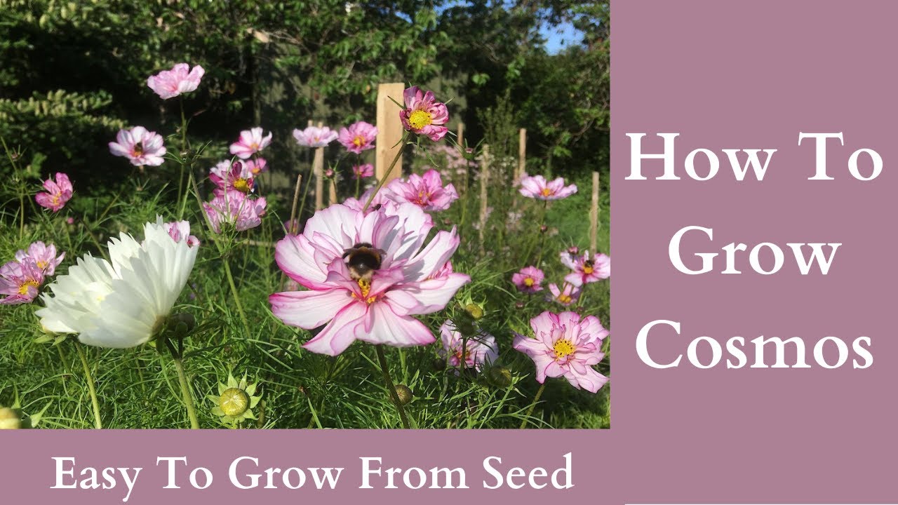 How To Grow Cosmos - YouTube