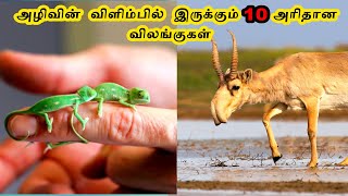 அழிவின்  விளிம்பில்  இருக்கும் 10 அரிதான விலங்குகள் | Top 10 Rare animals | Trendy Sky | Tamil |