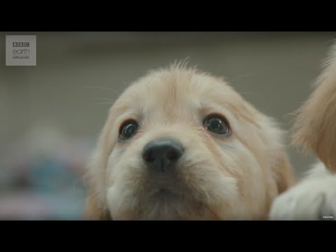 CUTE! Puppy Guide Dog Training | Earth Unplugged CUTE! Puppy Guide Dog Training | Earth Unplugged