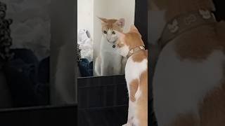 Funny momo #cat #pets  #youtubeshorts #shortsfeed #shorts #ytshorts #youtube #funnyvideo #viral