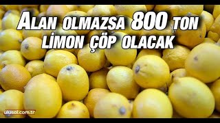 Alan olmazsa 800 ton limon çöp olacak