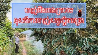 ការបាញ់ពីងពាងក្រហមខុសពីការបាញ់សត្វល្អិតផ្សេង [Best VDO for farmers]