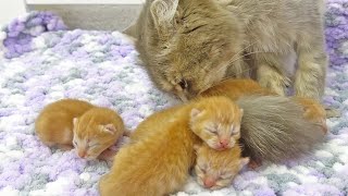 Cute kittens, seven days after birth