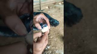 #shorts #kattuseval #sandakozhi #sandaseval #poultryfarming #agriculture #farming #youtubeshorts