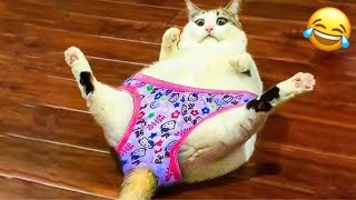 Funny Cats Compilations😂|| try not to laugh impossible challenge