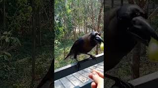 ഇതിപ്പോ വല്ലാത്ത ഒരു കൂട്ടായിപോയി @crow #crow sound #petlover @animallover #popysakku