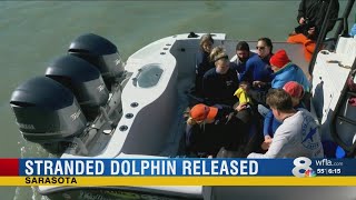 Miracle at Mote: Rehabilitated dolphin released back into the wild