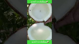 มะพร้าวกะทิเชื่อม โอ้วเธอ หวานเจี๊ยบบบ🥥  #มะพร้าวกะทิ #coconutmilk #coconut #thaidessert