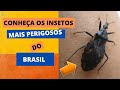 Os insetos mais perigosos do Brasil | Bichos Estranhos