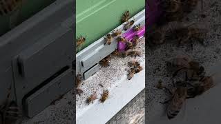 Watching a guard bee protect the hive #beekeeping #bee #honeybee #nature