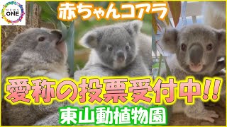 「おもち」や「ゾロ」など…去年春に生まれた“赤ちゃんコアラ”3頭 愛称の投票受付中 東山動植物園