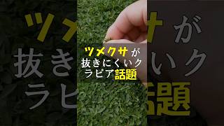 抜きにくいツメクサがクラピア仲間の話題です #Shorts