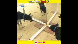 dogs in mirror🤣wait for end😂 #shorts #funny #shortsfeed #shortvideo #funnyshorts #trending #facts