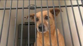 Residents search for pets after devastating tornado rips through Moore, Okla.