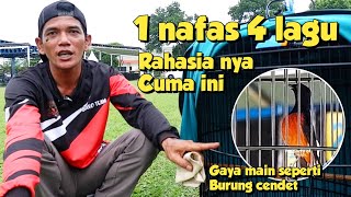 AWALNYA BURUNG OMYOKAN KIOS ‼️ SEKARANG SUDAH DI TAWAR DI ATAS 50Jt 🔥