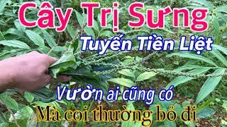 Cây Trị Tuyến T~ Liệt cùng Đống Bệnh, Vườn Nhà Ai Cũng Có Mà Nhổ Bỏ Đi | CTVC