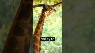 What Are Giraffe Predators? #giraffe #shorts #predators