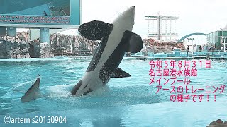 令和５年８月３１日　名古屋港水族館　メインプール　アースのトレーニング！