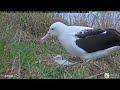 royal albatross~dinner for little sp by mom 🥰~6 18 pm 2023 01 24