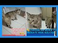 L264/🤪🐱ABU NAK KELUAR JUMPA OYEN BIBIKKK #trendingcat #funnyanimal #funnycatvideos #lucuimut #lawak