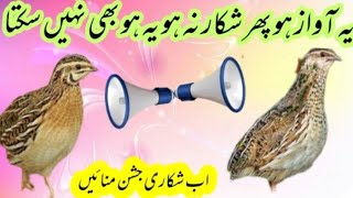 Bater ki awaaz|quail sounds|batair ki awaz