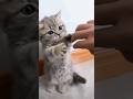 anak kucing lucu | kucing comel #shorts #cat #kitten #catvideos #gatos #pets #viraltiktok #kitty