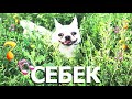 mirovoy sebek house edit Себек @00000000000001k Серега Музыка Песня