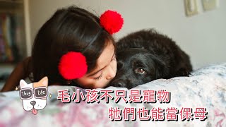 毛小孩當保母  安撫 陪伴 玩耍樣樣行