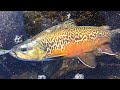 Spillway Tiger Trout Catch n' Cook in the Mountains!