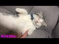 【猫】何をされても絶対に起きないニャンコｗｗ　日本の猫にゃん japanese cute nyan cat 猫の感動猫動画