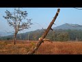 कावळे गावची जंगलातली जननी देवी 🌳🛕🌳 देवराई कोकण kokan devrai sacredgroves temple nature