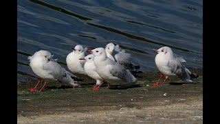 ユリカモメ(百合鴎)　～ Black-headed Gull ～