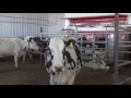 Luettel Dairy – Customer Story (United States)