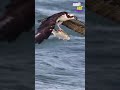 The Big Fish-Miyahira vs The Best Attack Eagle: Who Wins?