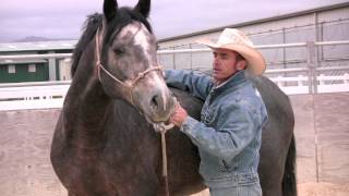 Teaching lateral flexion to a warmblood stallion