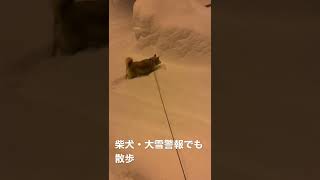 柴犬・大雪警報でも散歩