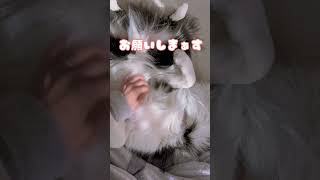 【ボーダーコリーぎんの朝#14】触るのやめると撫でて〜って催促する愛犬が可愛いすぎる。#shorts