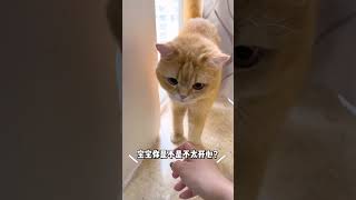 【魚蛋的日常】 懂事的小貓有多讓人心疼😥😥 #可愛 #tiktok #萌寵 #貓咪 #cutecats