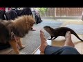 カワウソさくら また遊びに来たポメラニアンと仲良くできるか！？ pomeranian has come to play