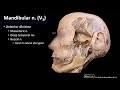 infratemporal fossa mandibular nerve v3