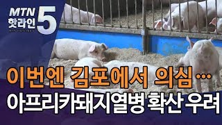 이번엔 김포서 의심 신고…아프리카돼지열병 확산 우려 증폭 / 머니투데이방송 (뉴스)