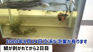 Betta オスの様子、鱗剥がれ2日目