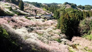 賀名生 (あのう) 梅林の周回コース、約4.5Km、高低差350ｍを2時間かけて歩きました。