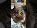 【甘えながらカメラ目線のおデブ猫】【fat cat looking at the camera while being pampered】 癒し猫 猫なの デブ猫 ねこ