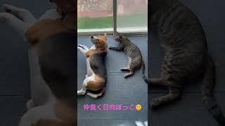 兄弟のような犬と猫🐶🐱 #dog #ビーグル #cat #キジトラ